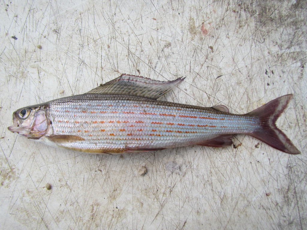 Lower Amur Grayling