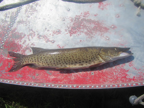 Amur Pike