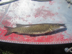 Amur Pike photo 5