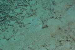 Ctenogobiops mitodes