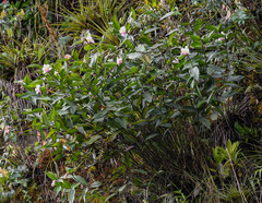 Sobralia ecuadorana
