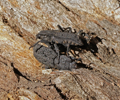 Phloeodes diabolicus