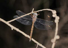 Apocordulia macrops