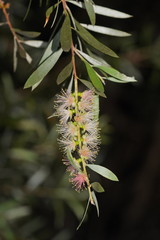 Melaleuca paludicola
