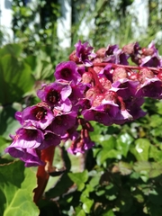 Bergenia