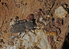 Phloeodes diabolicus