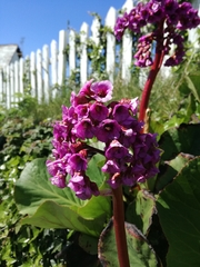 Bergenia