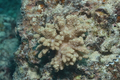 Klyxum
