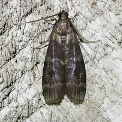 Euzophera ostricolorella