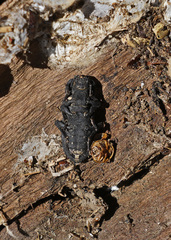 Phloeodes diabolicus