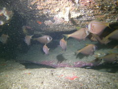 Pempheris compressa