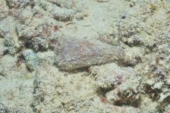 Conus coelinae