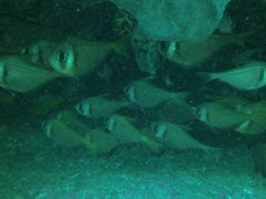 Pempheris compressa