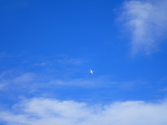 Phaethon lepturus catesbyi