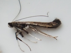 Caloptilia hypericella