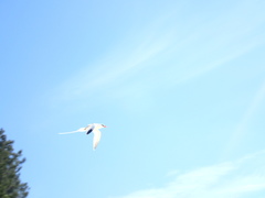 Phaethon lepturus catesbyi