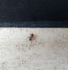 Steatoda ancorata
