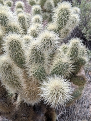Cylindropuntia bigelovii