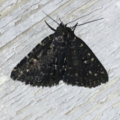 Metalectra tantillus