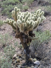 Cylindropuntia bigelovii