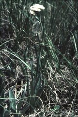 Antennaria anaphaloides