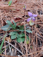 Viola septemloba