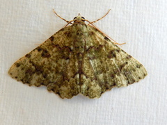 Aeolochroma hypochromaria