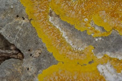 Caloplaca eugyra