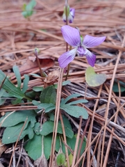 Viola septemloba
