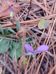 Viola septemloba