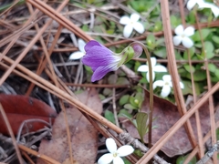 Viola septemloba