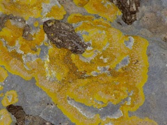 Caloplaca eugyra