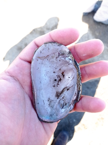Psoronaias semigranosa