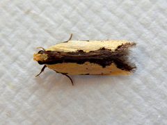 Ardozyga catarrhacta