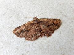 Artigisa impropria