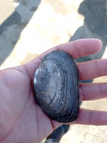 Psoronaias semigranosa