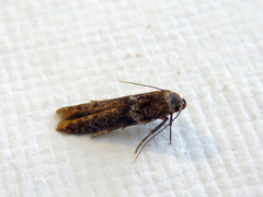 Blastobasis tanyptera