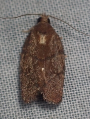 Argyrotaenia juglandana
