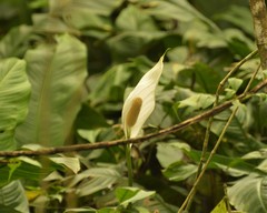 Spathiphyllum wallisii