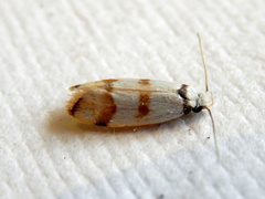 Chezala brachypepla