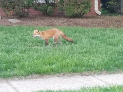 Vulpes vulpes