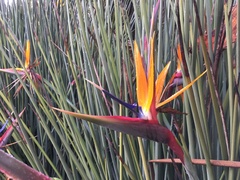 Strelitzia juncea