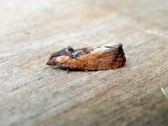 Cryptophlebia ombrodelta