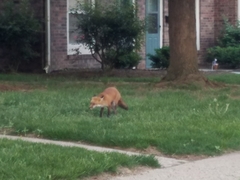 Vulpes vulpes