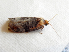 Cryptoptila australana
