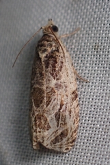Olethreutes tilianum