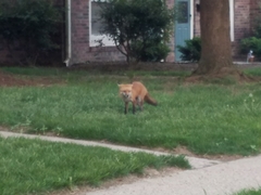 Vulpes vulpes