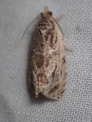 Olethreutes tilianum