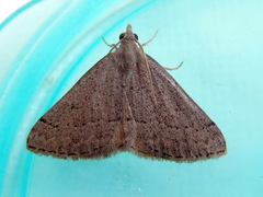 Dichromodes usurpatrix