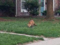 Vulpes vulpes